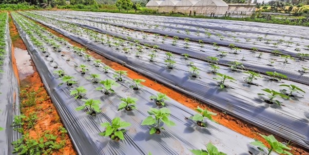 Agriculture/Mulching Film